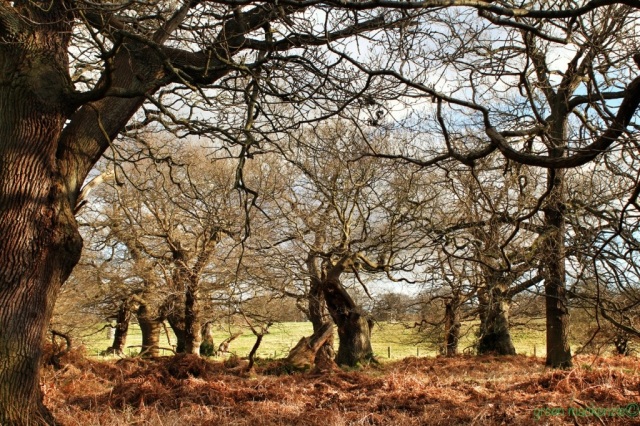 Spring stirred oaks